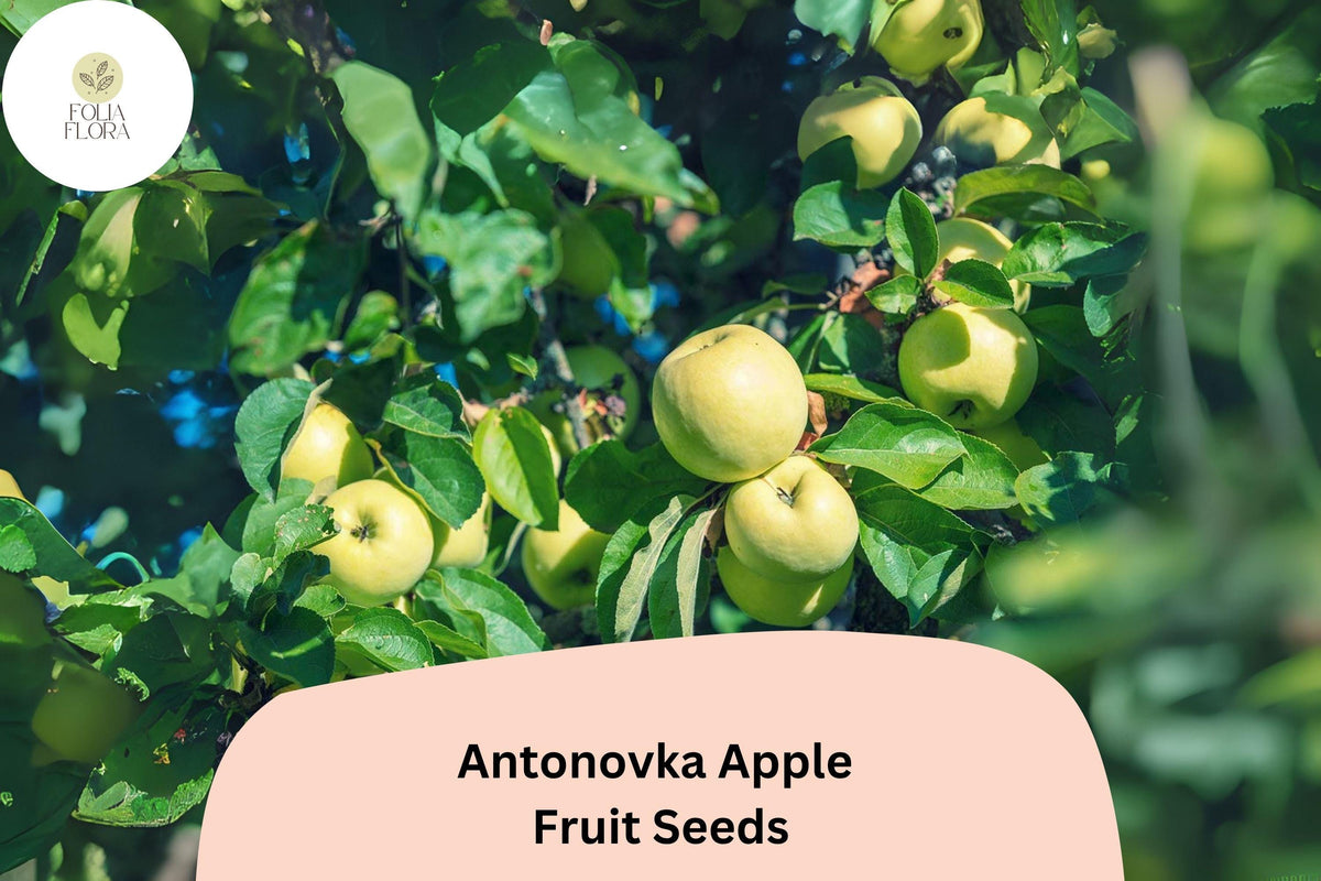 25 Antonovka Apple Seeds | Cold Hardy Heirloom Rootstock Variety