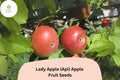 25 Lady Apple Seeds | Miniature Heirloom Api Variety for Planting