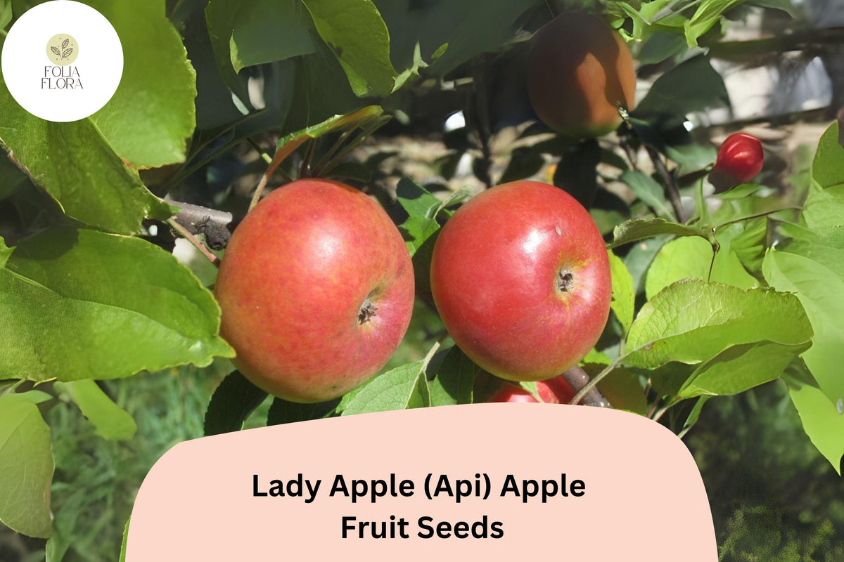 25 Lady Apple Seeds | Miniature Heirloom Api Variety for Planting