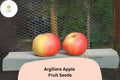 25 Argilière Apple Seeds – Rare French Heirloom Malus domestica for Unique Orchard Growing