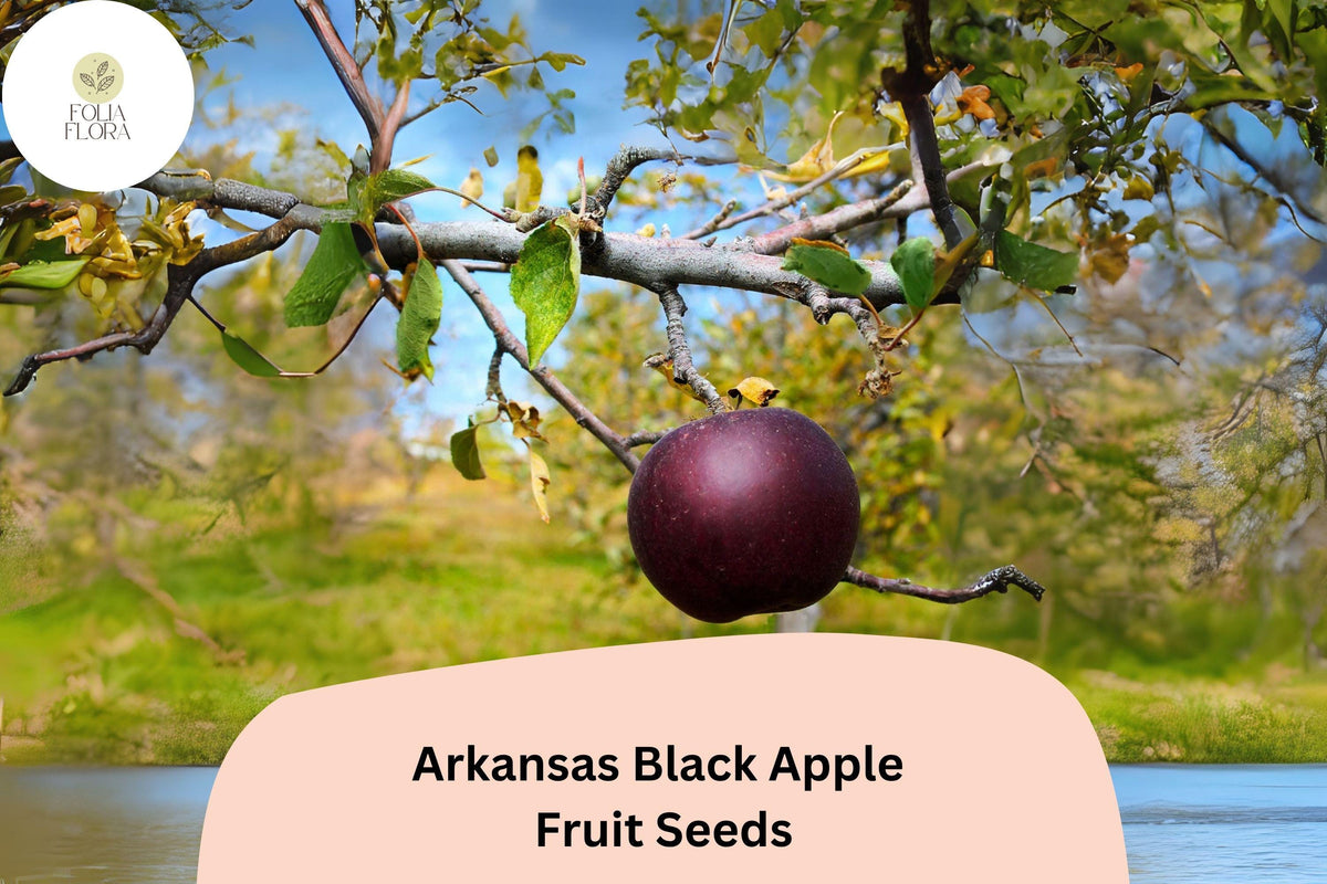 25 Arkansas Black Apple Seeds - Deep Red Heirloom Variety for Planting