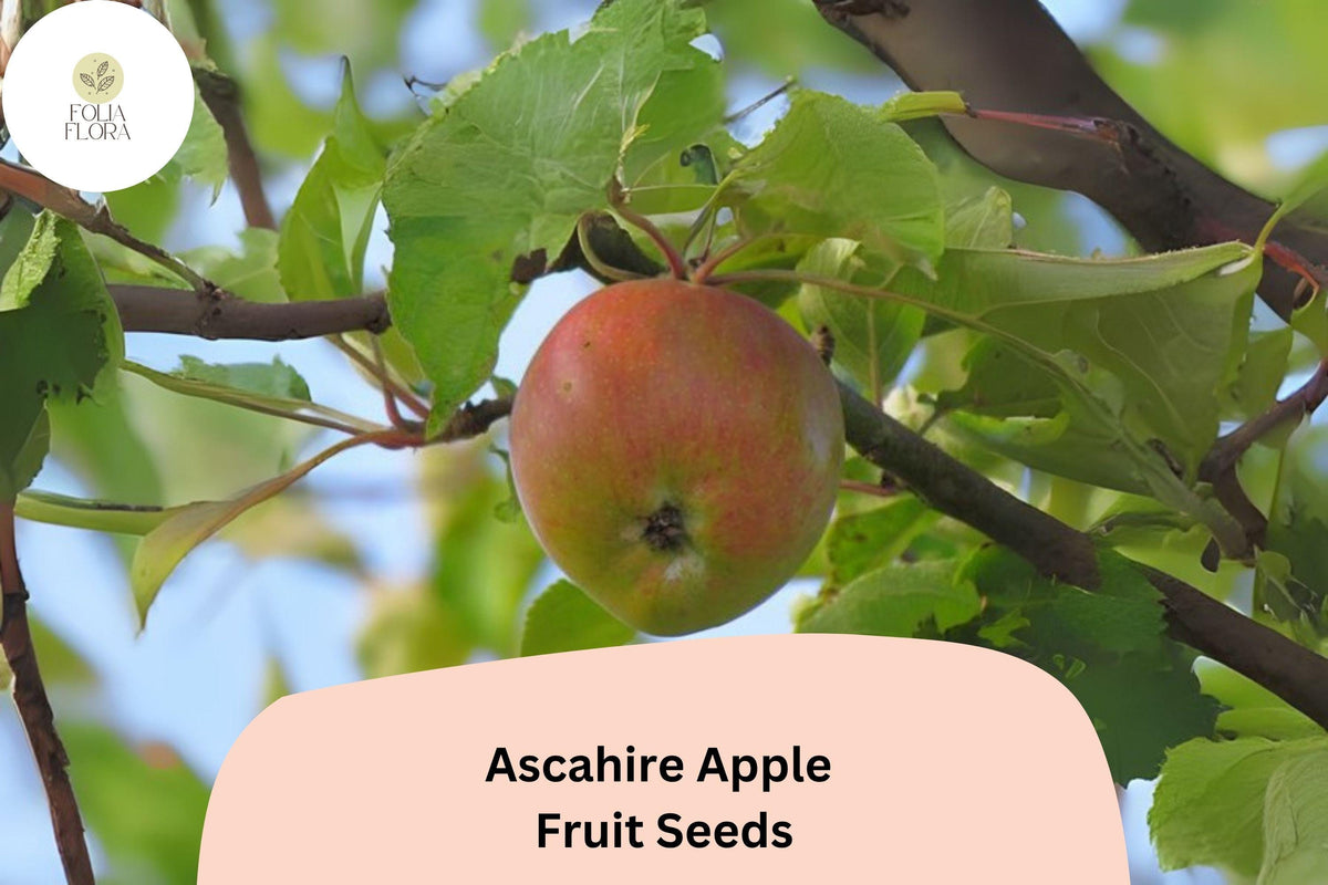 Ascahire Apple Seeds 25 Count | Rare Heirloom Variety for Planting
