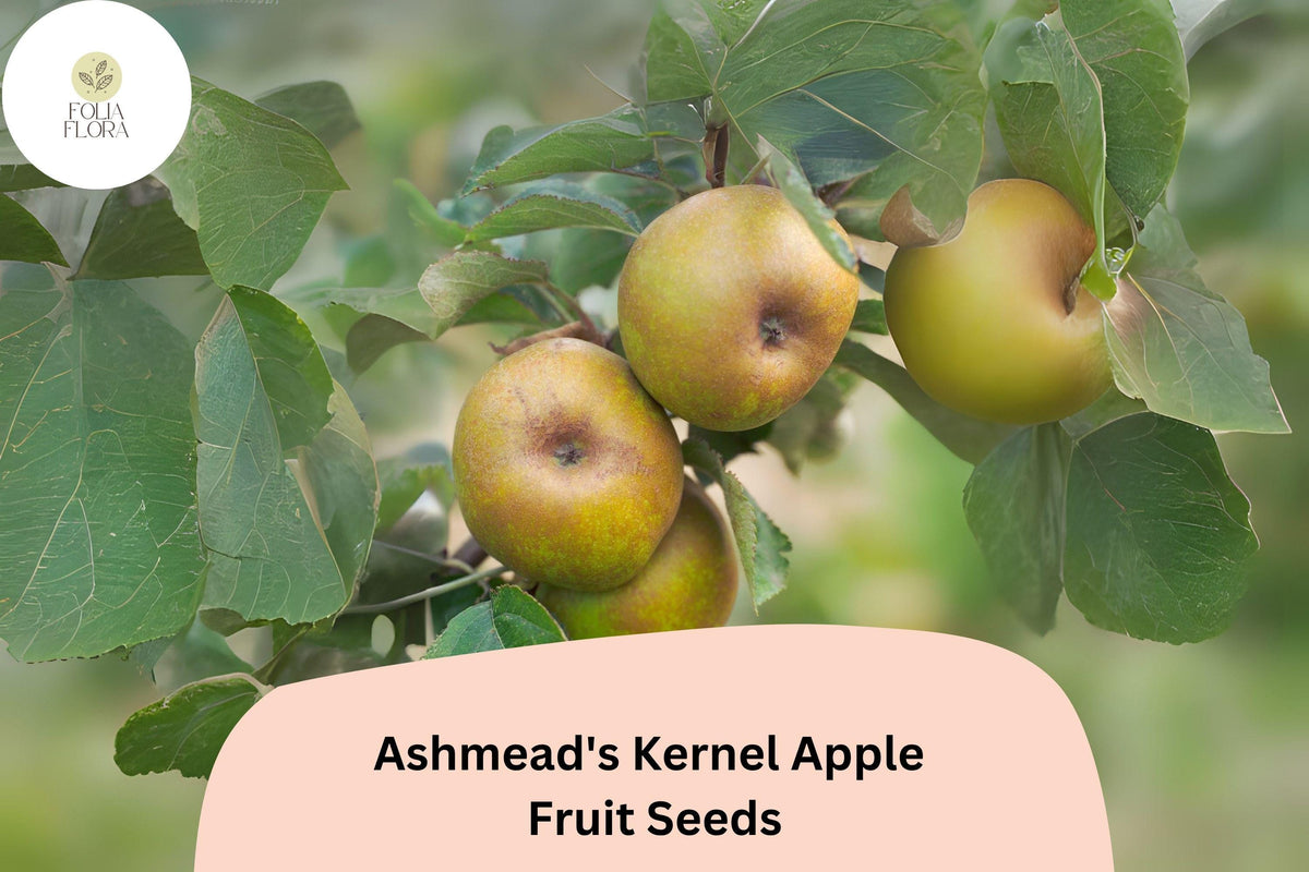 25 Ashmead's Kernel Apple Seeds - Rare English Heirloom Variety