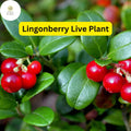 1 Live Lingonberry Plant, Vaccinium vitis-idaea, Hardy Edible Ground Cover