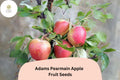 Adams Pearmain Apple Seeds - 25 Heirloom Sweet Fruit Seeds for Planting