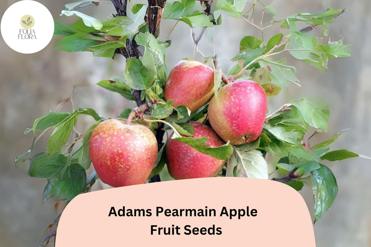 Adams Pearmain Apple Seeds - 25 Heirloom Sweet Fruit Seeds for Planting