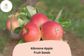 Alkmene Apple Seeds - 25 Early Heirloom Tart-Sweet Apple Tree Seeds