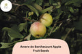 25 Amere de Berthecourt Apple Seeds - French Cider Heirloom