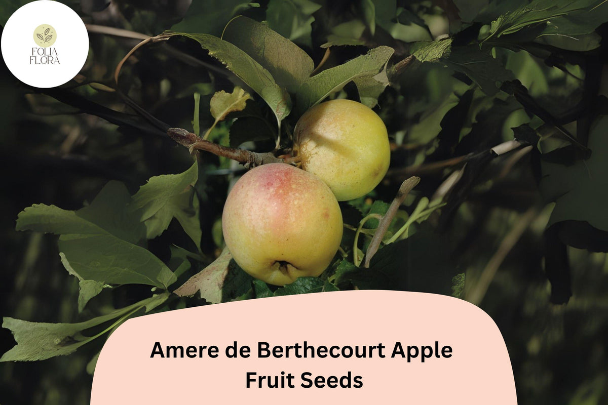Amere de Berthecourt Apple Seeds – 25 French Cider Heirloom Seeds