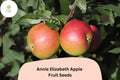 25 Annie Elizabeth Apple Seeds - Cold Hardy Heritage Cooking Apple