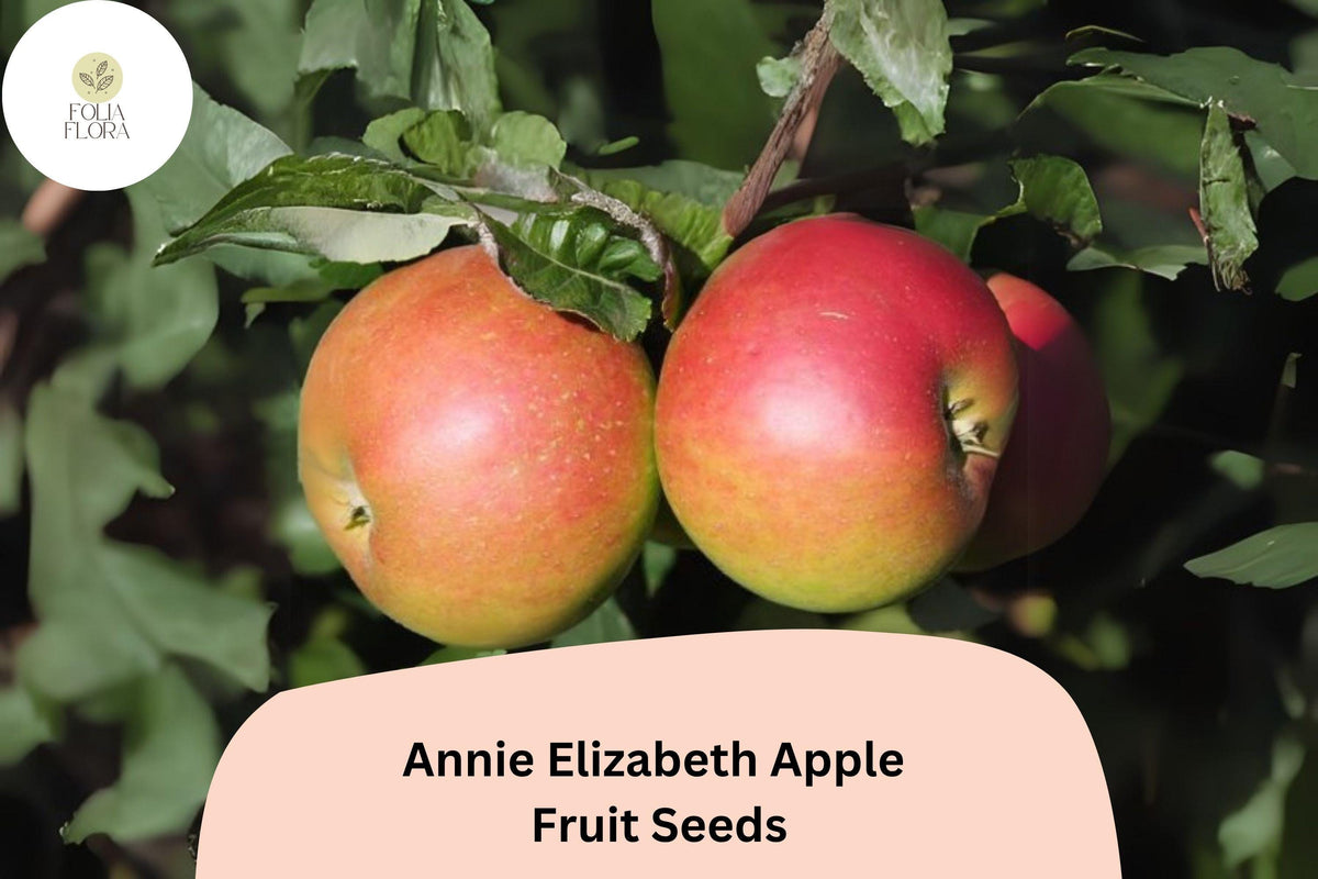 25 Annie Elizabeth Apple Seeds - Cold Hardy Heritage Cooking Apple