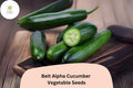 Beit Alpha Cucumber Seeds – 25 Sweet Thin-Skinned Israeli Variety, Non-GMO
