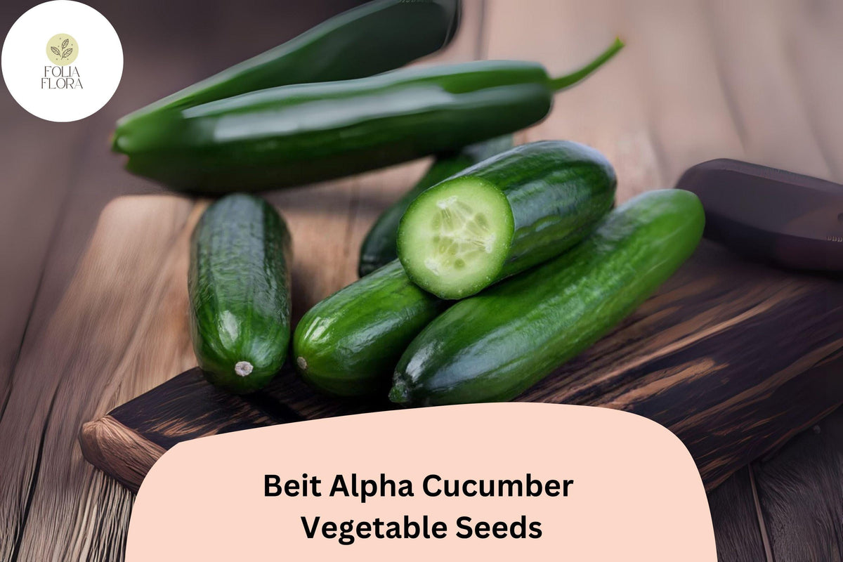 Beit Alpha Cucumber Seeds – 25 Sweet Thin-Skinned Israeli Variety, Non-GMO
