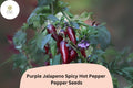 25 Purple Jalapeño Seeds – Spicy Hot Pepper, Unique Dark Color, Non-GMO