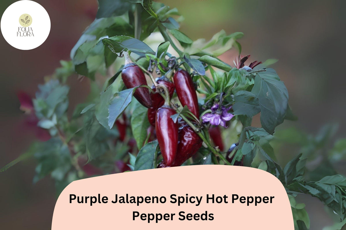 25 Purple Jalapeño Seeds – Spicy Hot Pepper, Unique Dark Color, Non-GMO