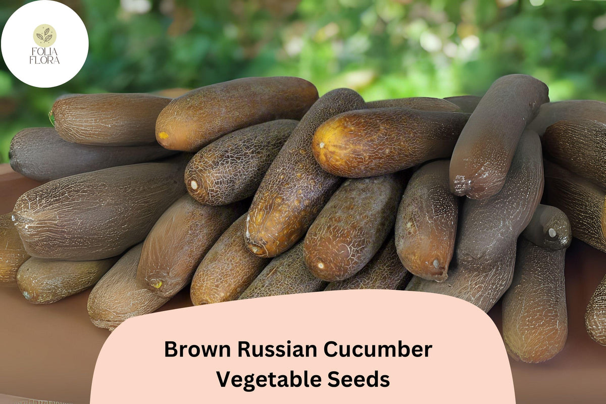 25 Brown Russian Cucumber Seeds - Rare Heirloom, Crisp Sweet Flavor, Non-GMO