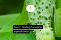 Boston Pickling Cucumber Seeds - 25 Heirloom Non-GMO Seeds for Crisp Small Cucumbers