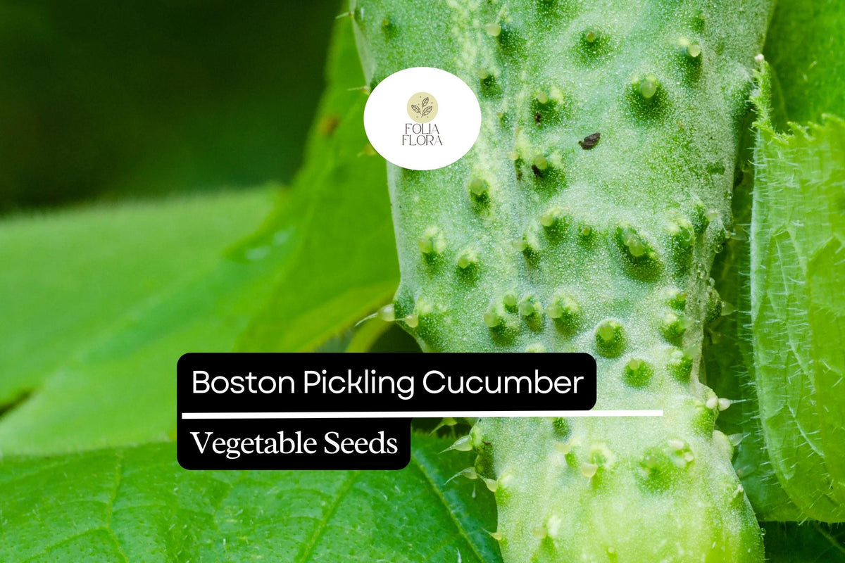Boston Pickling Cucumber Seeds - 25 Heirloom Non-GMO Seeds for Crisp Small Cucumbers