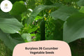 Burpless 26 Cucumber Seeds - 25 Tender Non-Bitter Slicer Heirloom Non-GMO