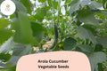 Arola Cucumber Seeds – 25 Early Hybrid Non-GMO Seeds for Planting