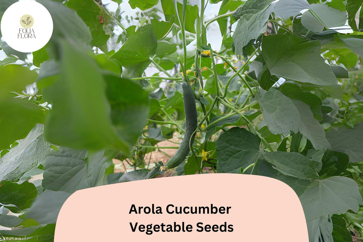Arola Cucumber Seeds – 25 Early Hybrid Non-GMO Seeds for Planting