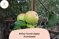25 Arthur Turner Apple Seeds | English Heirloom Cooking Apple Variety