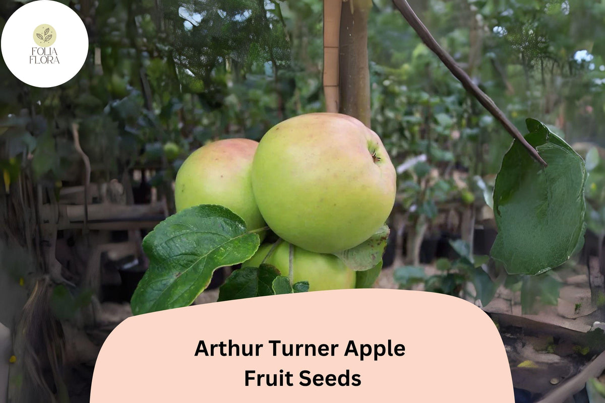 25 Arthur Turner Apple Seeds | English Heirloom Cooking Apple Variety