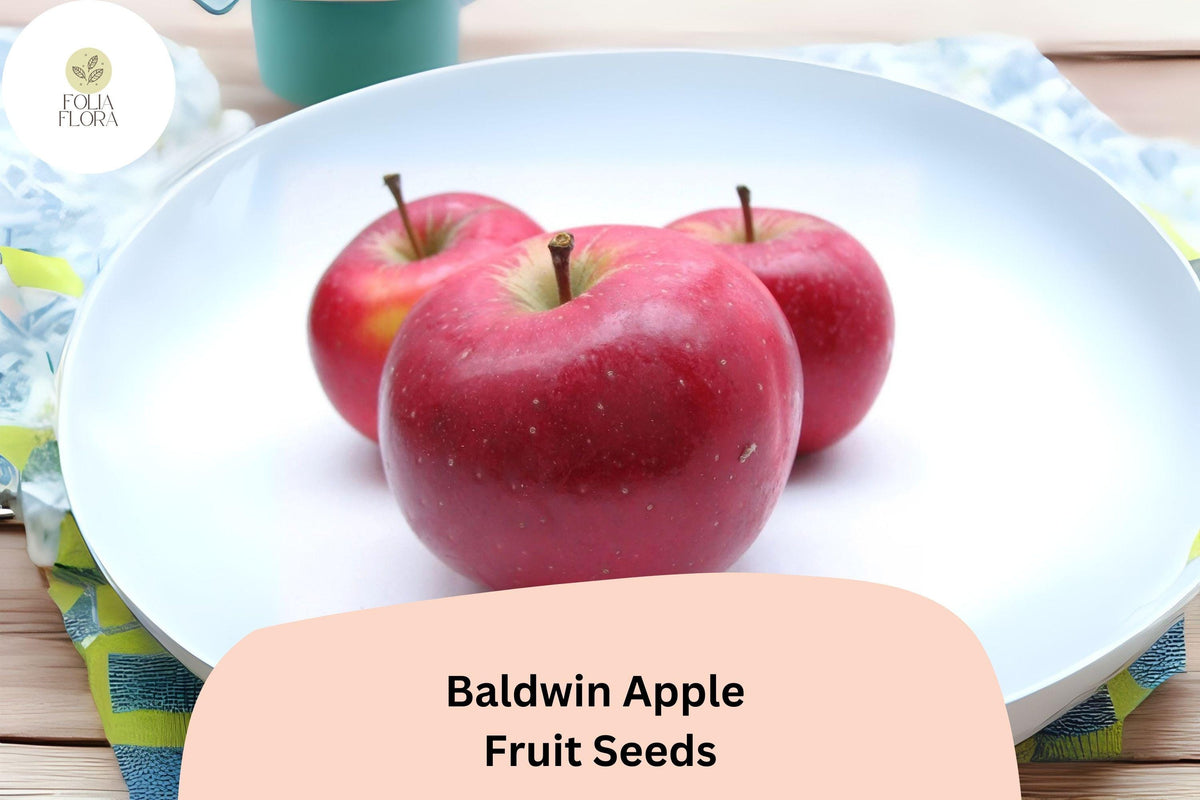 Baldwin Apple Seeds (25) – Heirloom Cold Hardy Fruit Tree