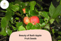 25 Beauty of Bath Apple Seeds - Early Heirloom Sweet Apple Tree Seeds