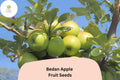 25 Bedan Apple Seeds – Rare French Heirloom Cider Apple Tree Seeds