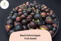 25 Black Oxford Apple Seeds - Heirloom Maine Variety