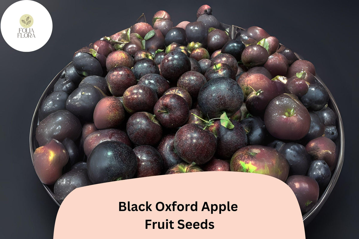 25 Black Oxford Apple Seeds - Heirloom Maine Variety