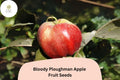 25 Bloody Ploughman Apple Seeds - Scottish Heirloom Red Flesh Apple