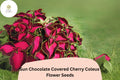 25 Chocolate Cherry Coleus Seeds - Burgundy & Pink Foliage