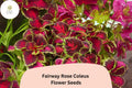 25 Fairway Rose Coleus Seeds - Compact Pink-Red Foliage Shade Plant