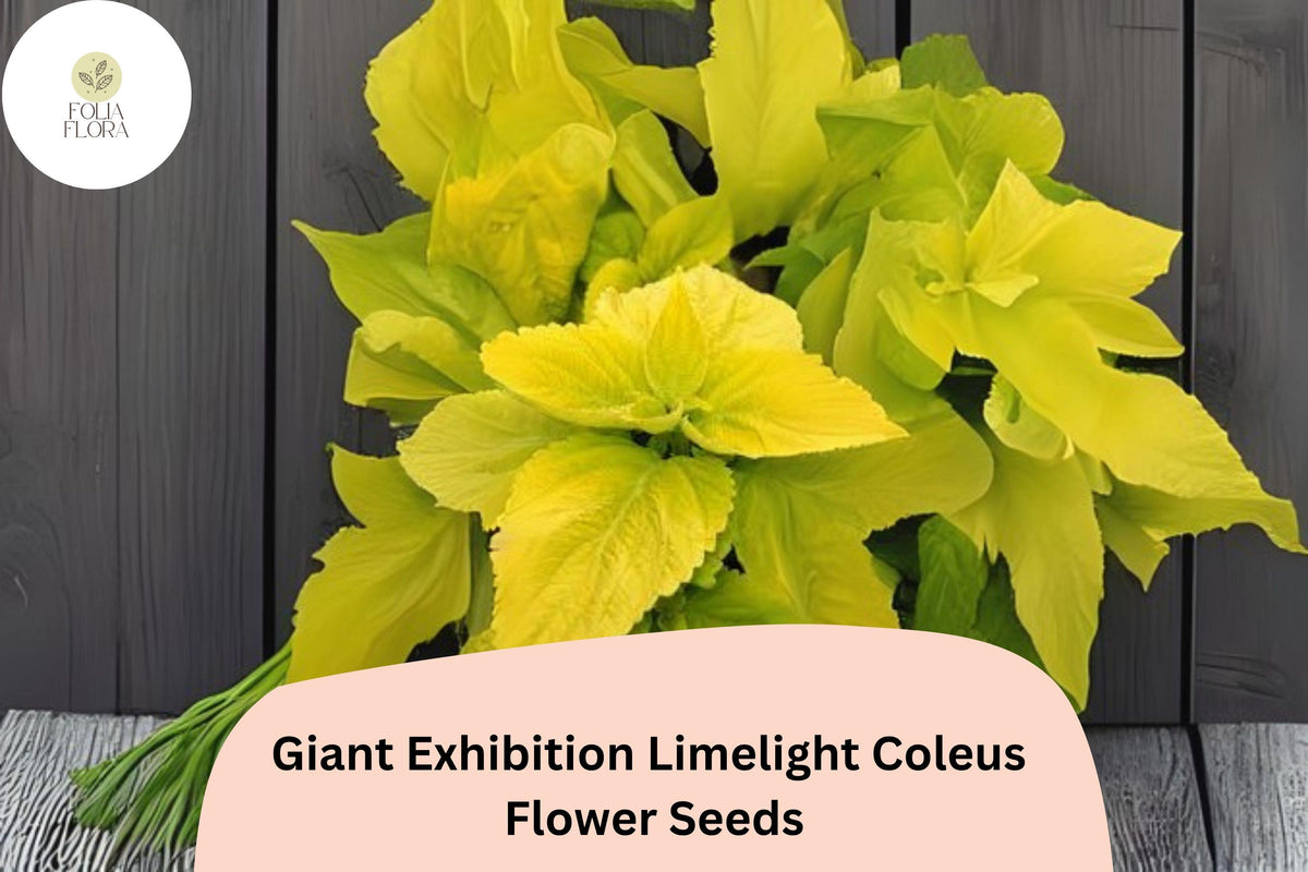 25 Giant Limelight Coleus Seeds - Bright Lime Green Foliage