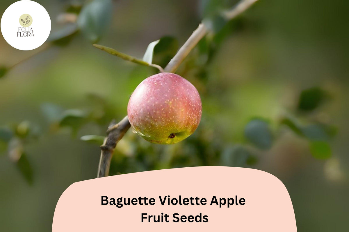 25 Baguette Violette Apple Seeds | Rare French Heirloom Malus domestica for Orchard Planting
