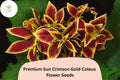 25 Crimson Gold Coleus Seeds - Red & Gold Foliage Shade Plant