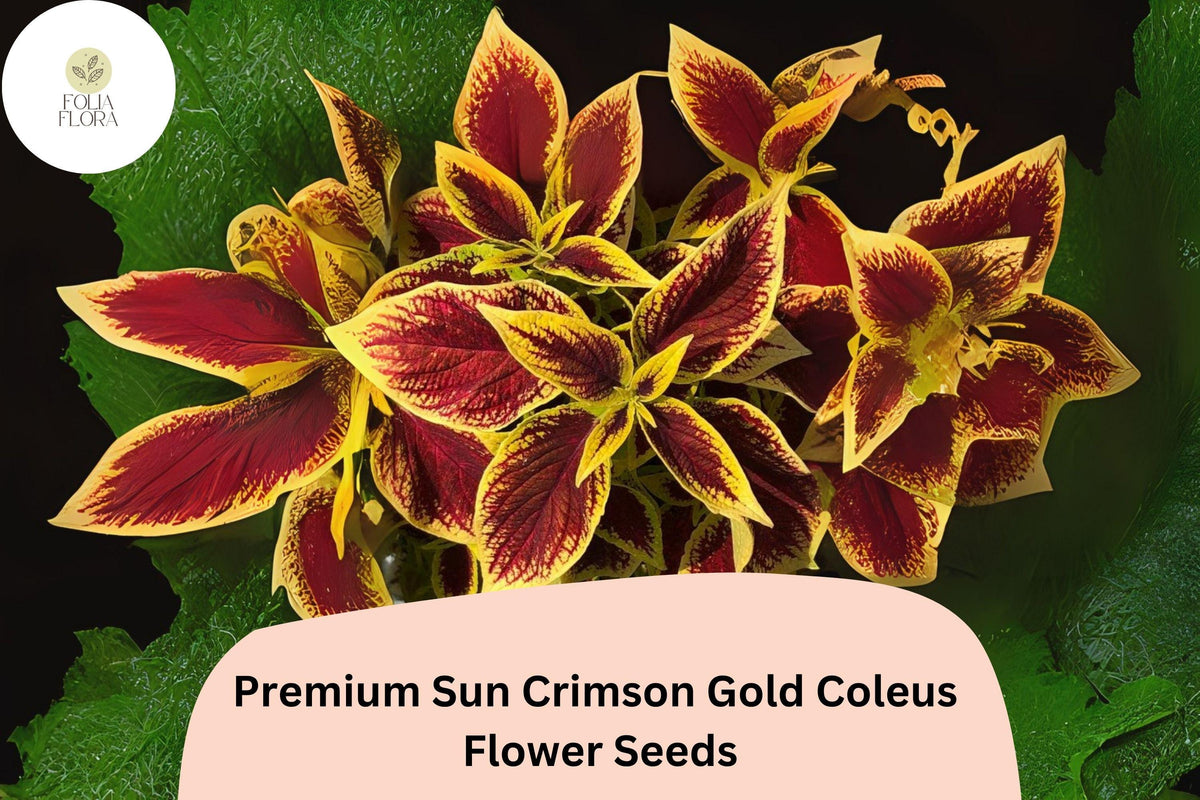 25 Crimson Gold Coleus Seeds - Red & Gold Foliage Shade Plant