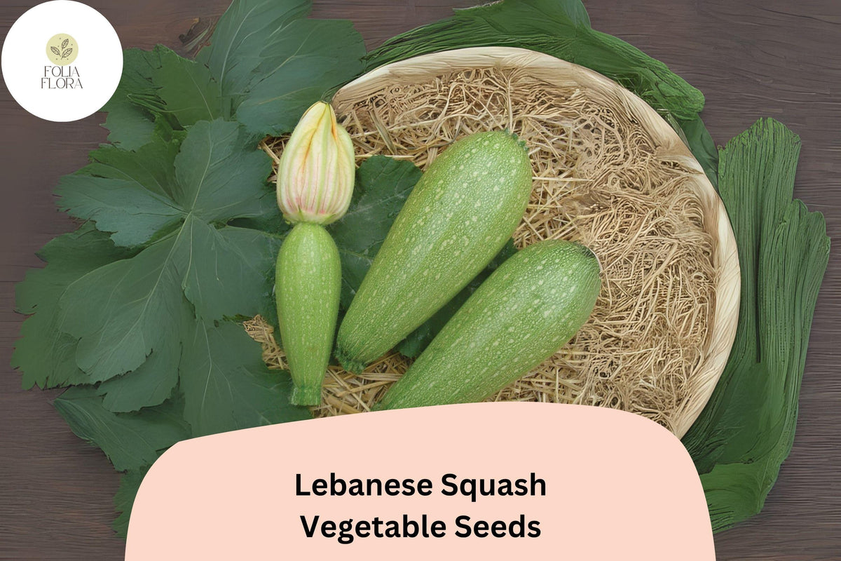 25 Lebanese Cousa Squash Seeds – Heirloom Summer Vegetable