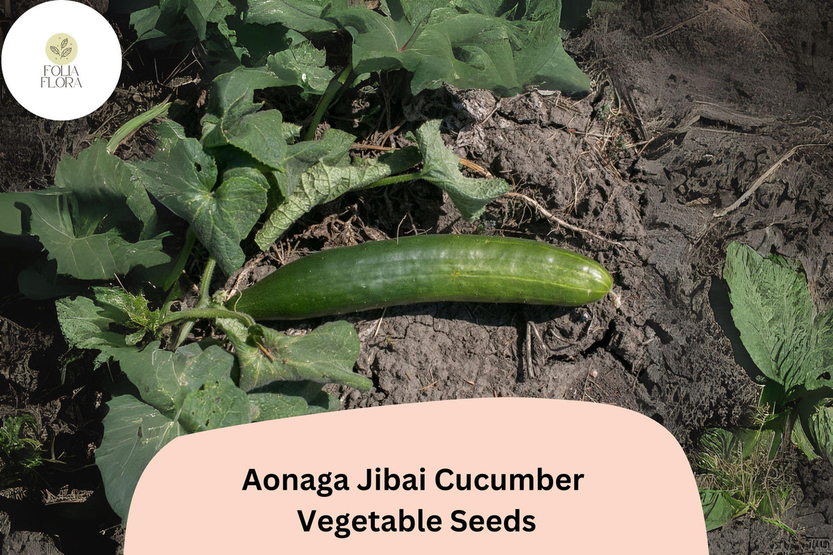 Aonaga Jibai Cucumber Seeds - 25 Japanese Heirloom Long Green Cucumber Seeds