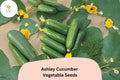 25 Ashley Cucumber Seeds - Heirloom Slicing Variety, Disease Resistant, Non-GMO