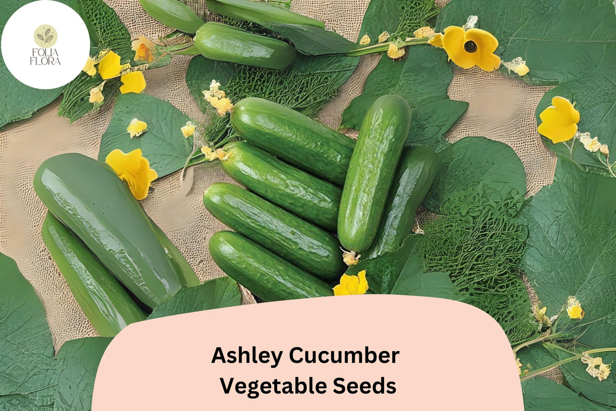 25 Ashley Cucumber Seeds - Heirloom Slicing Variety, Disease Resistant, Non-GMO