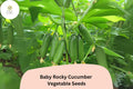 25 Baby Rocky Cucumber Seeds – Mini Crisp Garden Veggie