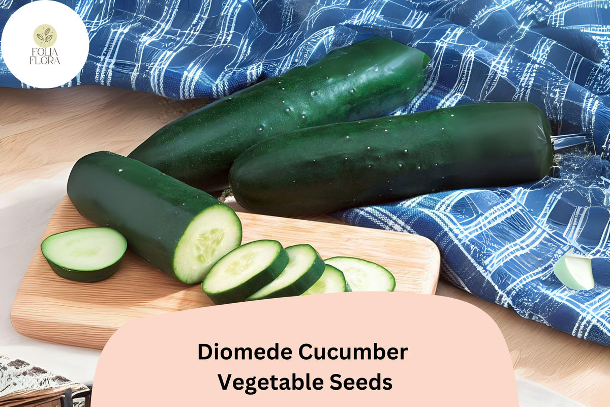 Diomede Cucumber Seeds – 25 Crisp Slicer Cucumber Seeds for High-Yield Gardens