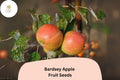 25 Bardsey Apple Seeds for Planting | Rare Welsh Heirloom Apple Tree | Sweet Lemon-Scented Fruit