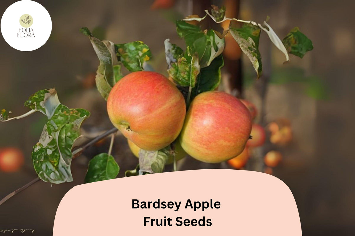 25 Bardsey Apple Seeds for Planting | Rare Welsh Heirloom Apple Tree | Sweet Lemon-Scented Fruit