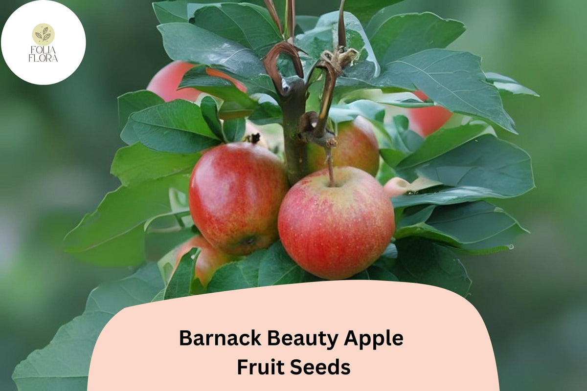 25 Barnack Beauty Apple Seeds - Rare English Heirloom Sweet Crisp Fruit