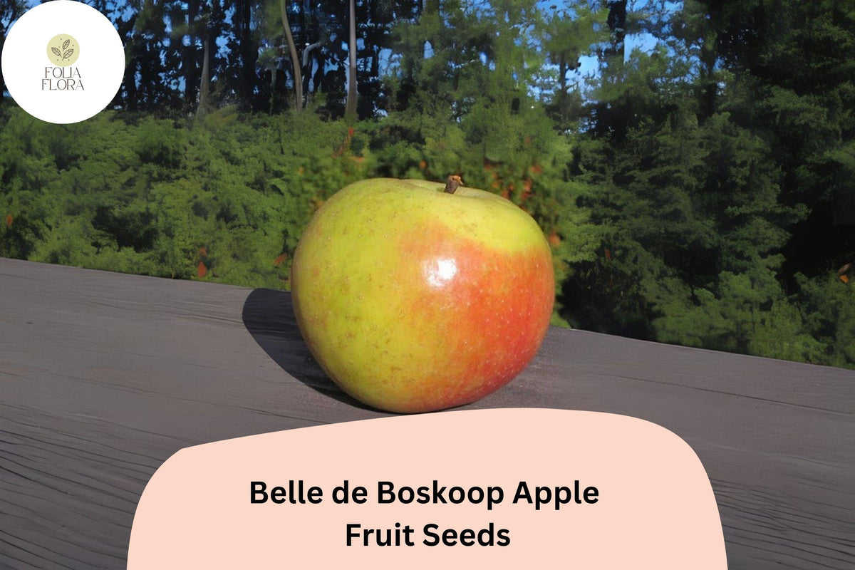 Belle de Boskoop Apple Seeds - 25 Heirloom Dutch Apple Tree Seeds for Planting