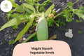 Magda Squash Seeds – 25 Pale Green Cousa-Type Heirloom Seeds for Planting